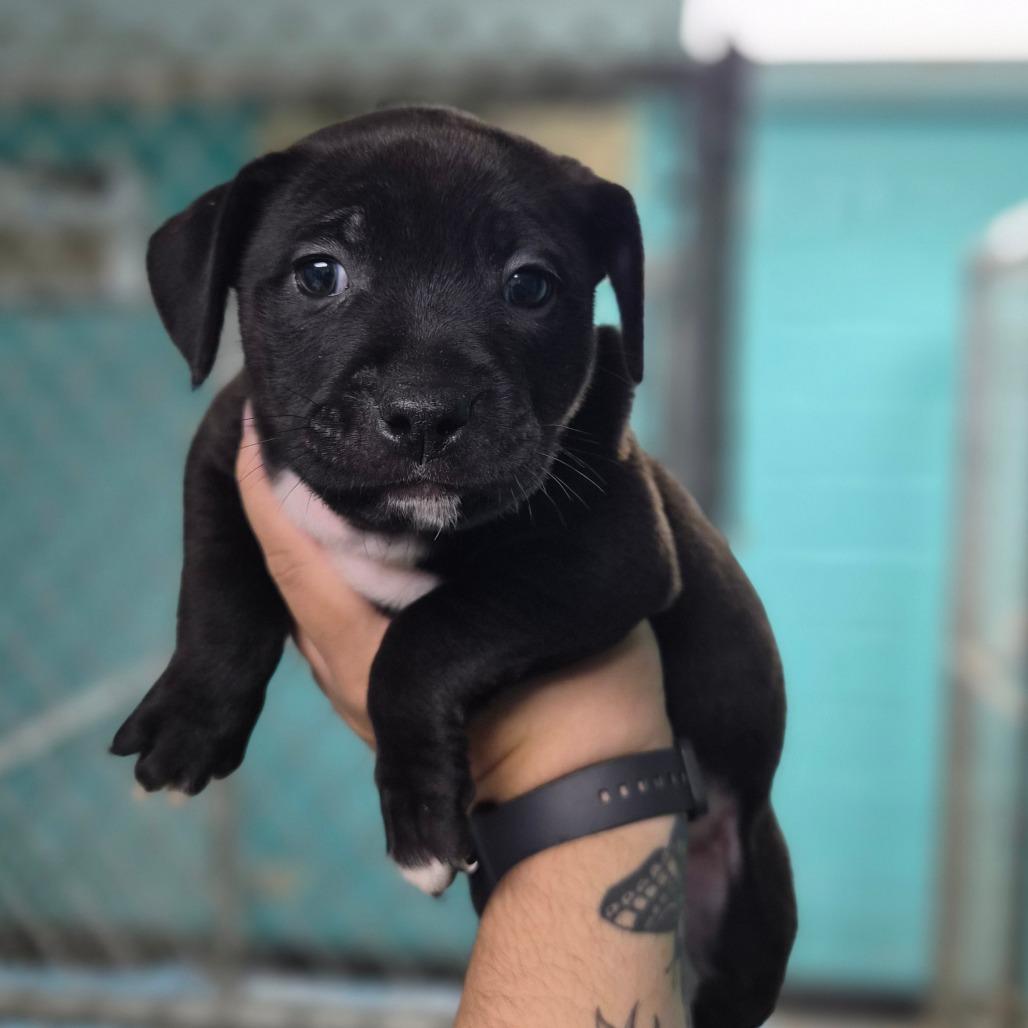 Enlarge McNugget, a Adoptable mixed breed in Wahiawa, HI image 2/2