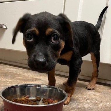 Enlarge Amanda, a Adopted mixed breed in Riverside, IA image 1/3