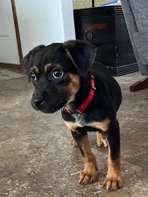 Enlarge Amanda, a Adopted mixed breed in Riverside, IA image 2/3