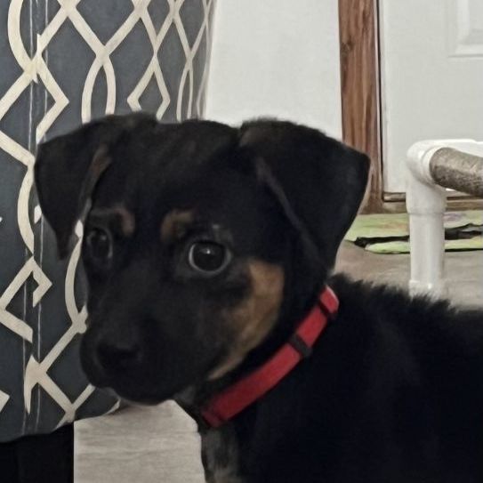 Enlarge Amanda, a Adopted mixed breed in Riverside, IA image 3/3