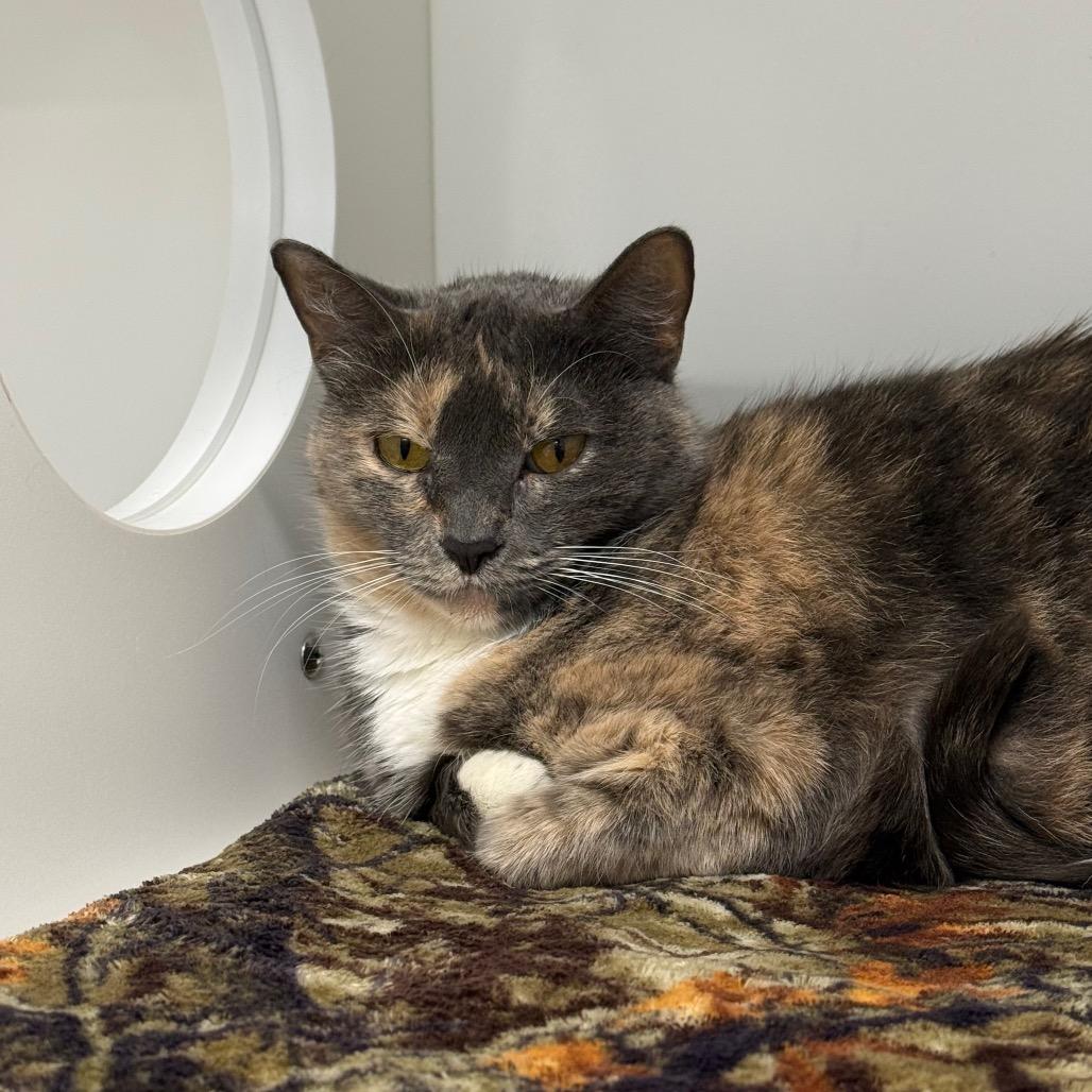 Jenna, Adoptable, Senior Female Domestic Short Hair.