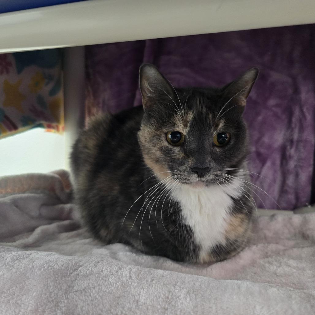 Enlarge Jenna, a Adoptable Domestic Short Hair in Clearwater, FL image 1/5