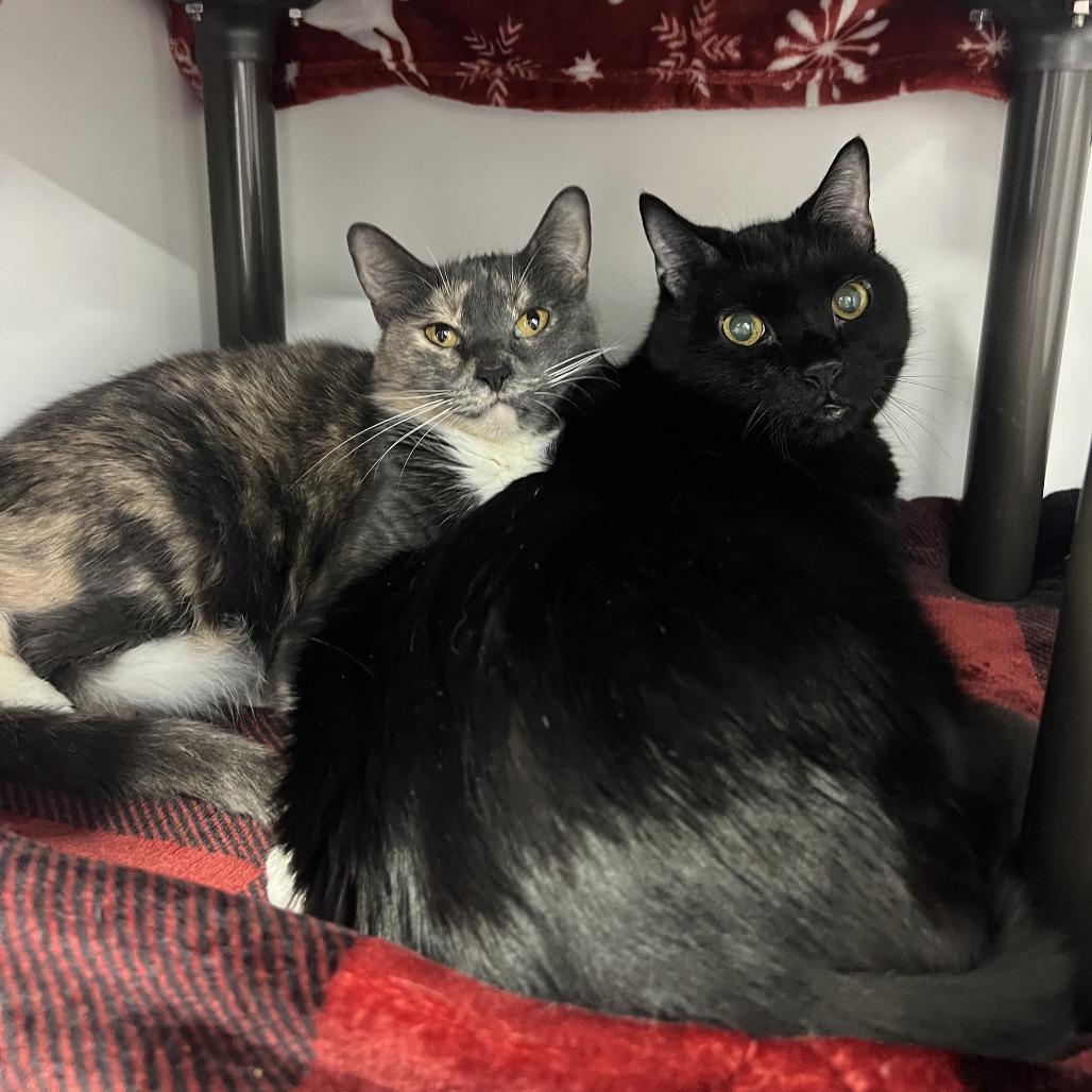 Jenna, a Adoptable Domestic Short Hair in Clearwater, FL image 2/6