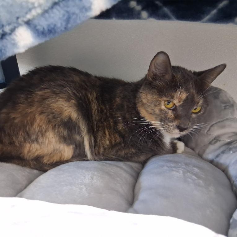 Enlarge Jenna, a Adoptable Domestic Short Hair in Clearwater, FL image 3/5