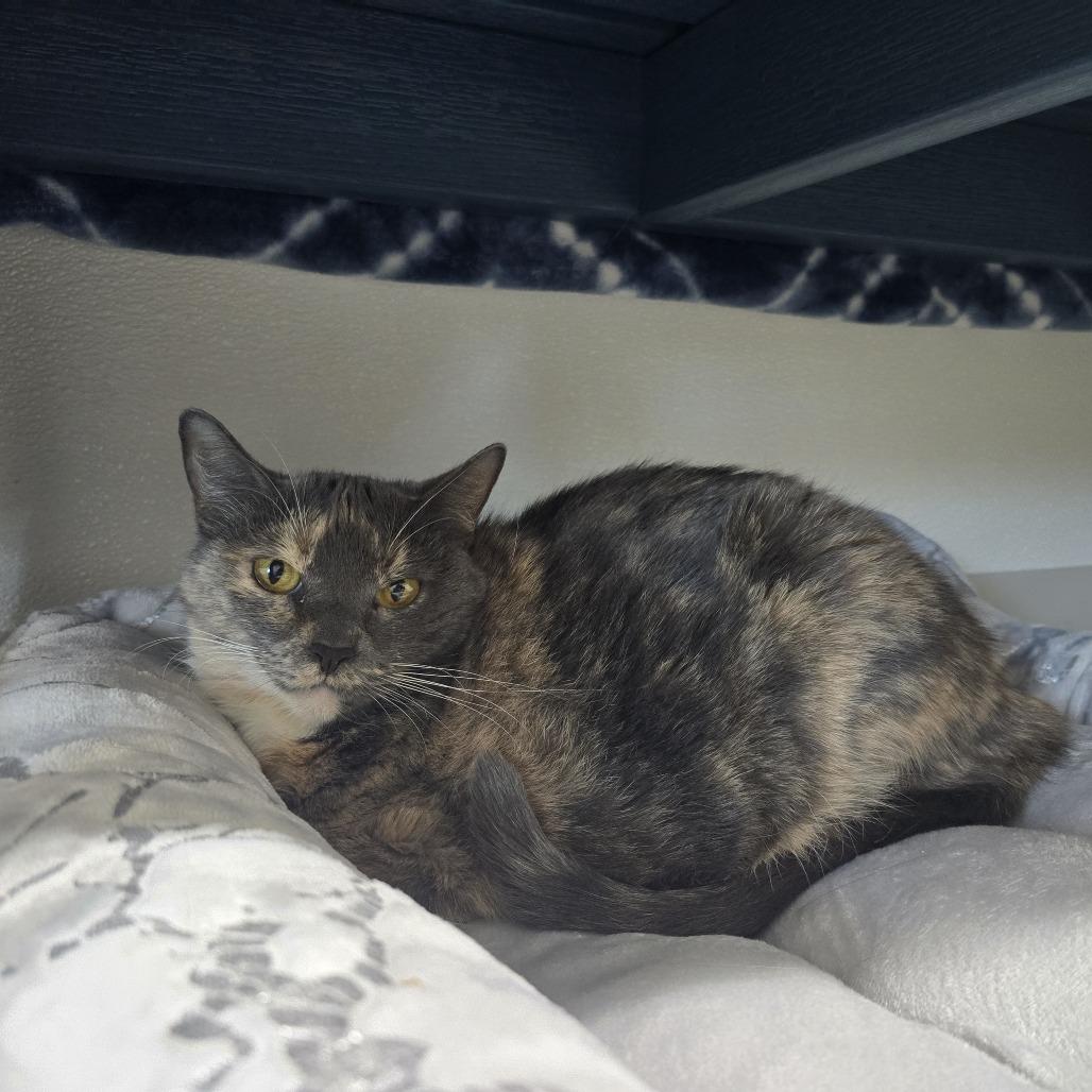 Enlarge Jenna, a Adoptable Domestic Short Hair in Clearwater, FL image 4/5