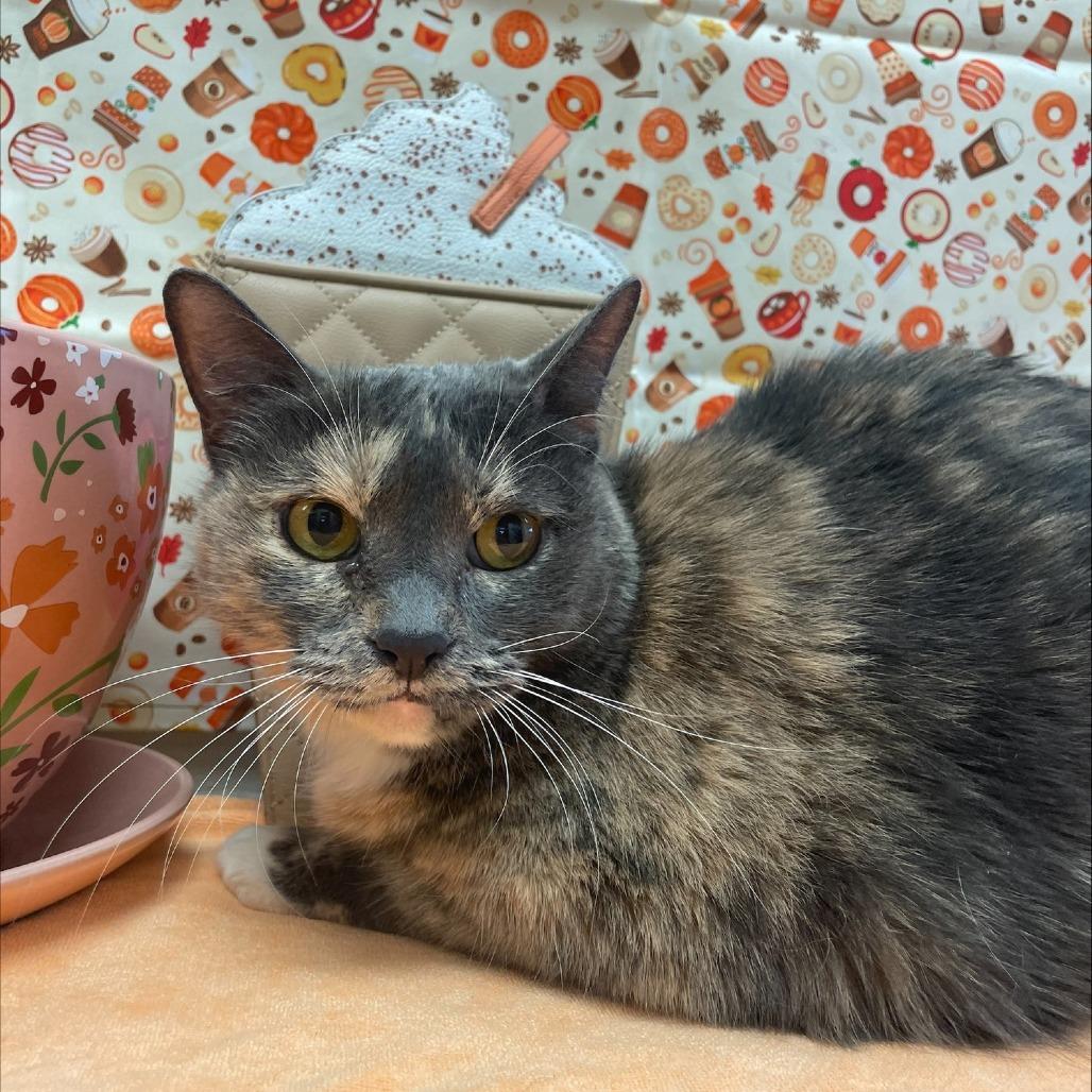 Enlarge Jenna, a Adoptable Domestic Short Hair in Clearwater, FL image 5/5