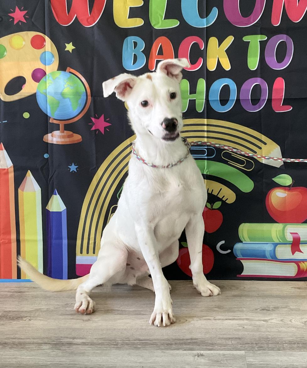 Dutton, a Adoptable mixed breed in Aurora, IL image 4/5