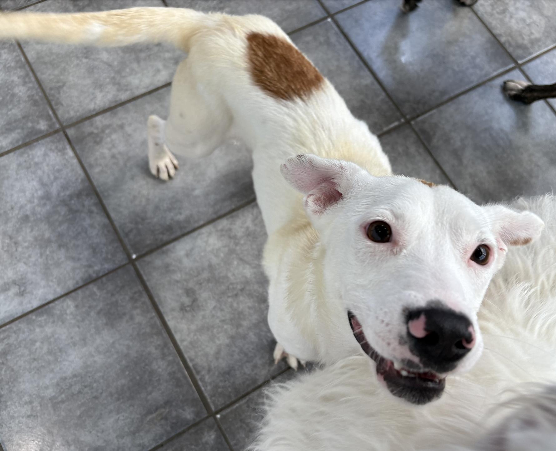 Dutton, a Adoptable mixed breed in Aurora, IL image 2/5