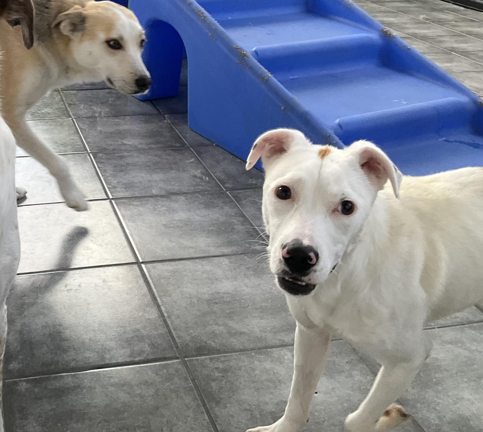 Dutton, a Adoptable mixed breed in Aurora, IL image 5/5