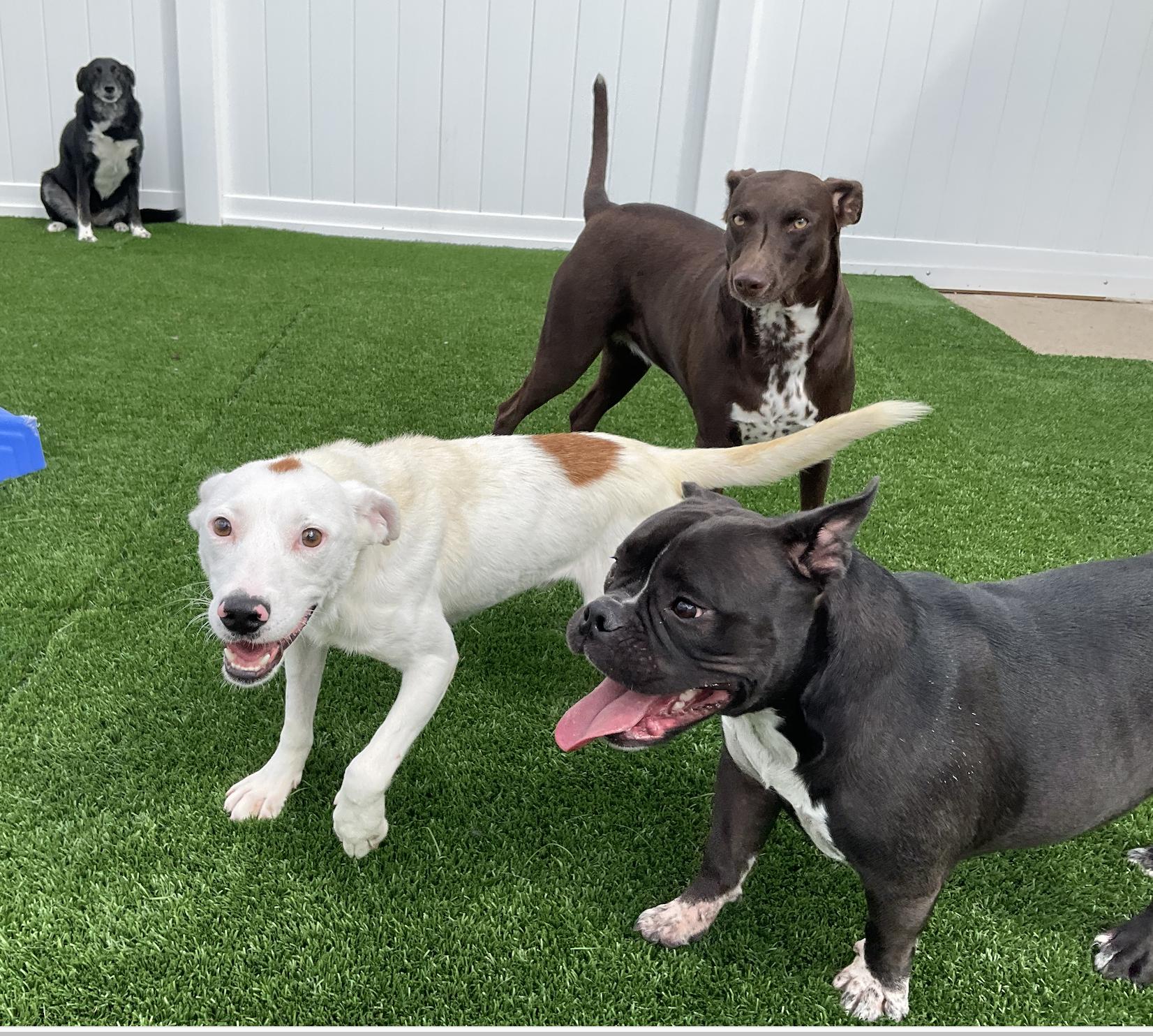 Dutton, a Adoptable mixed breed in Aurora, IL image 3/5