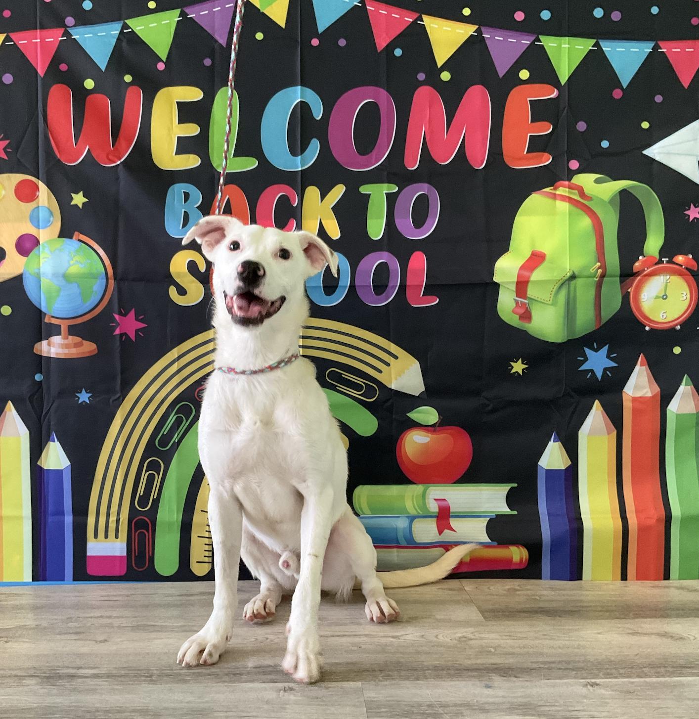 Dutton, a Adoptable mixed breed in Aurora, IL image 1/5