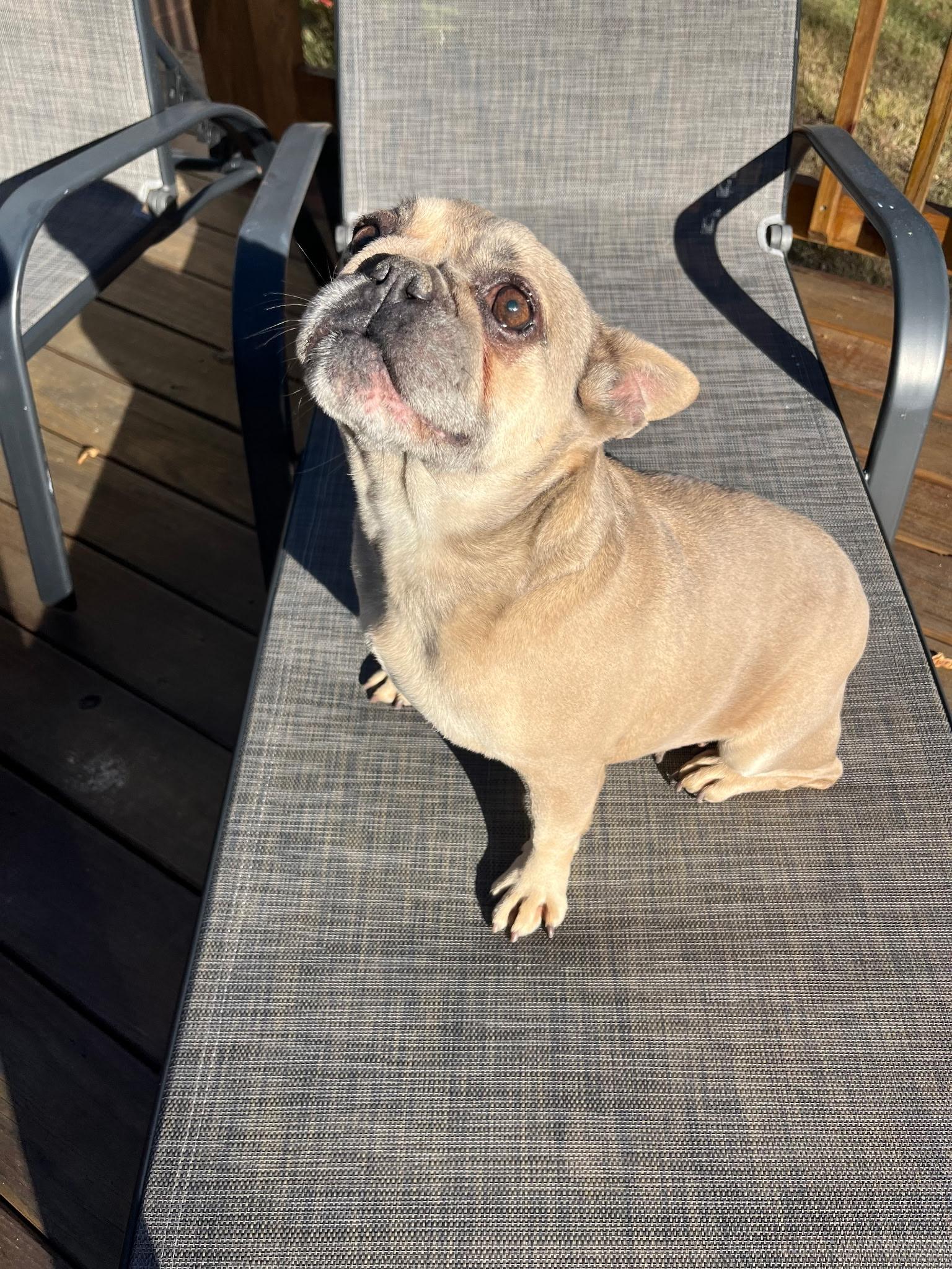 Enlarge AVA, an adopted French Bulldog in Chicopee, MA image 1/4