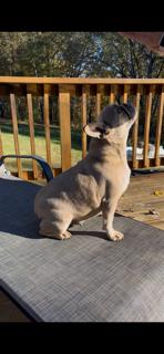 Enlarge AVA, an adopted French Bulldog in Chicopee, MA image 3/4