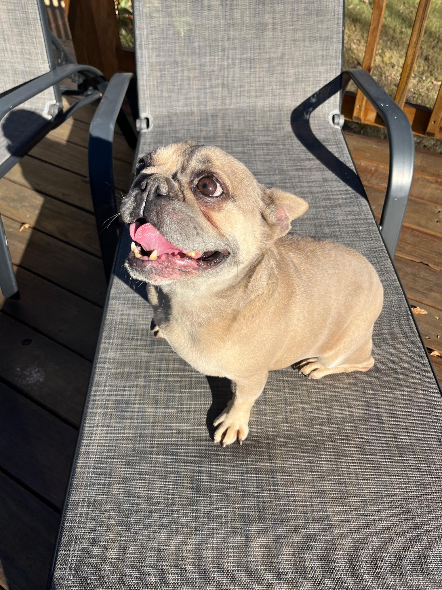 Enlarge AVA, an adopted French Bulldog in Chicopee, MA image 2/4