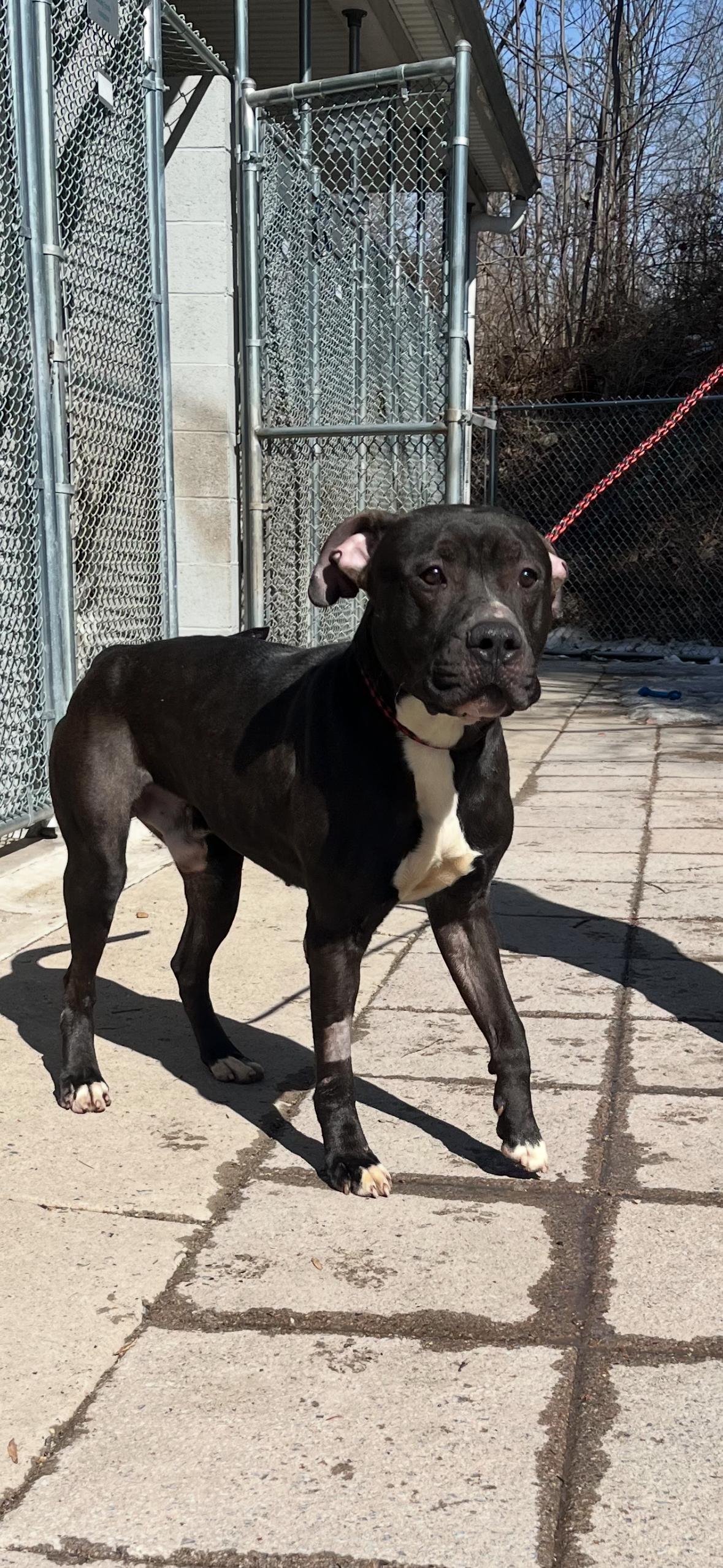 Pepe, Young Male Pit Bull Terrier
