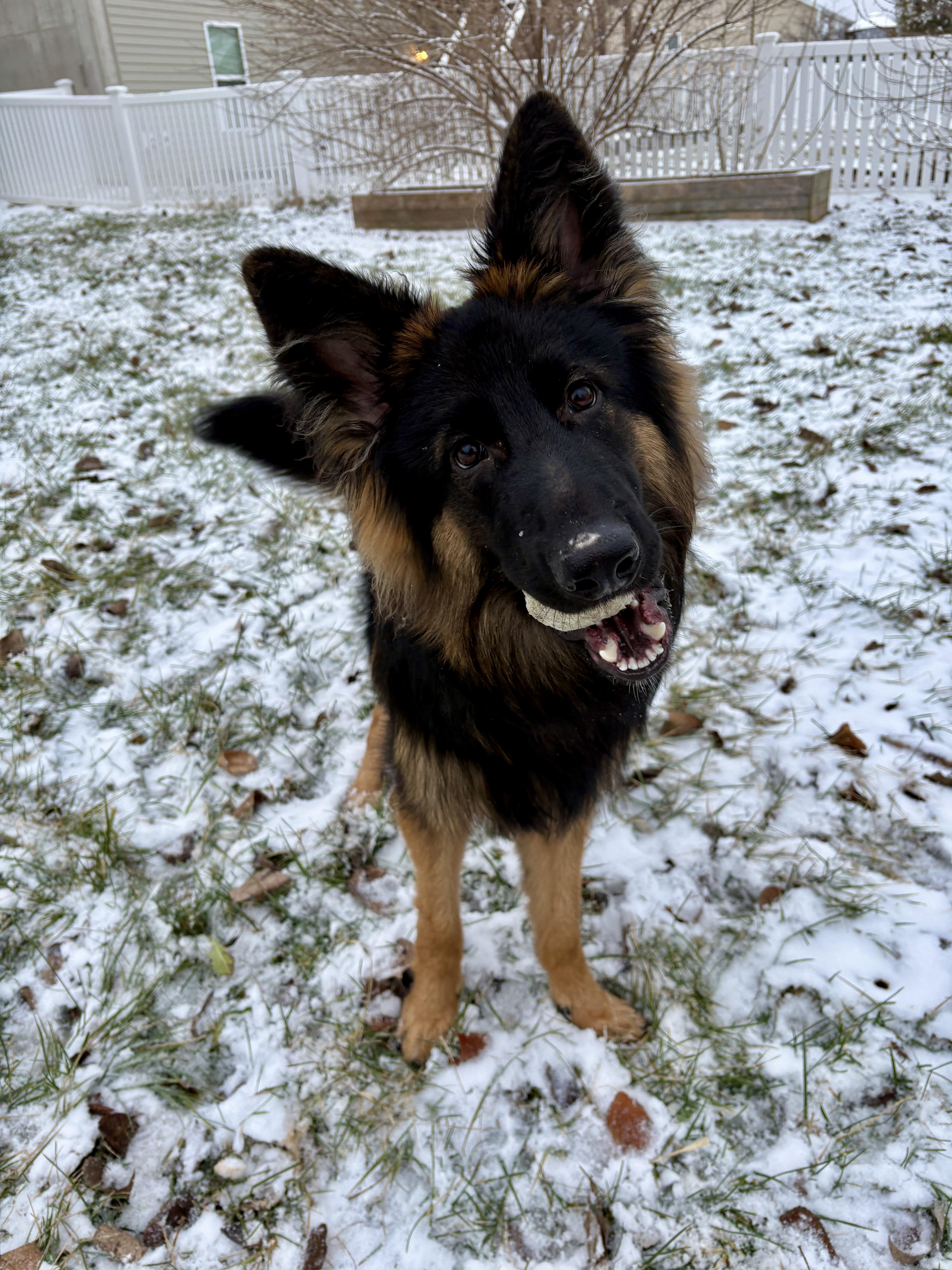 Enlarge Mateo, a Adopted German Shepherd Dog in Lake Saint Louis, MO image 9/9
