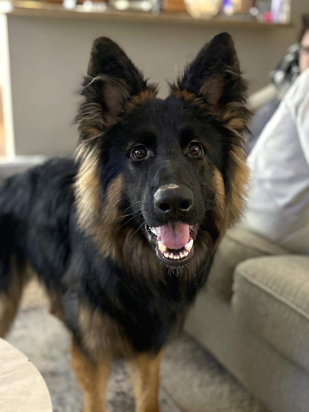 Enlarge Mateo, a Adopted German Shepherd Dog in Lake Saint Louis, MO image 4/9
