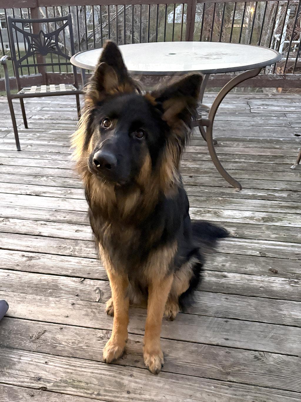 Enlarge Mateo, a Adopted German Shepherd Dog in Lake Saint Louis, MO image 1/9