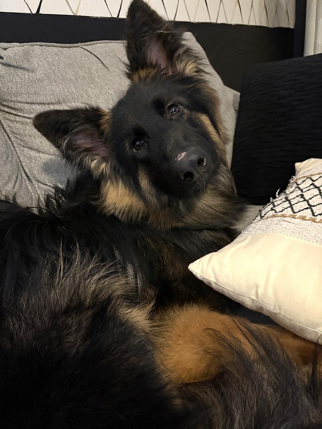 Enlarge Mateo, a Adopted German Shepherd Dog in Lake Saint Louis, MO image 6/9