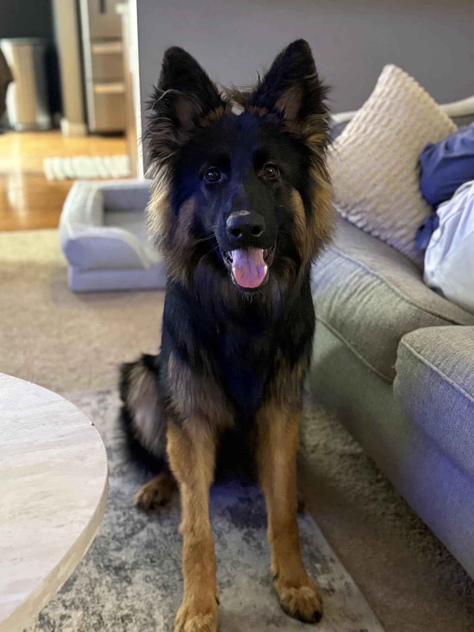 Enlarge Mateo, a Adopted German Shepherd Dog in Lake Saint Louis, MO image 3/9