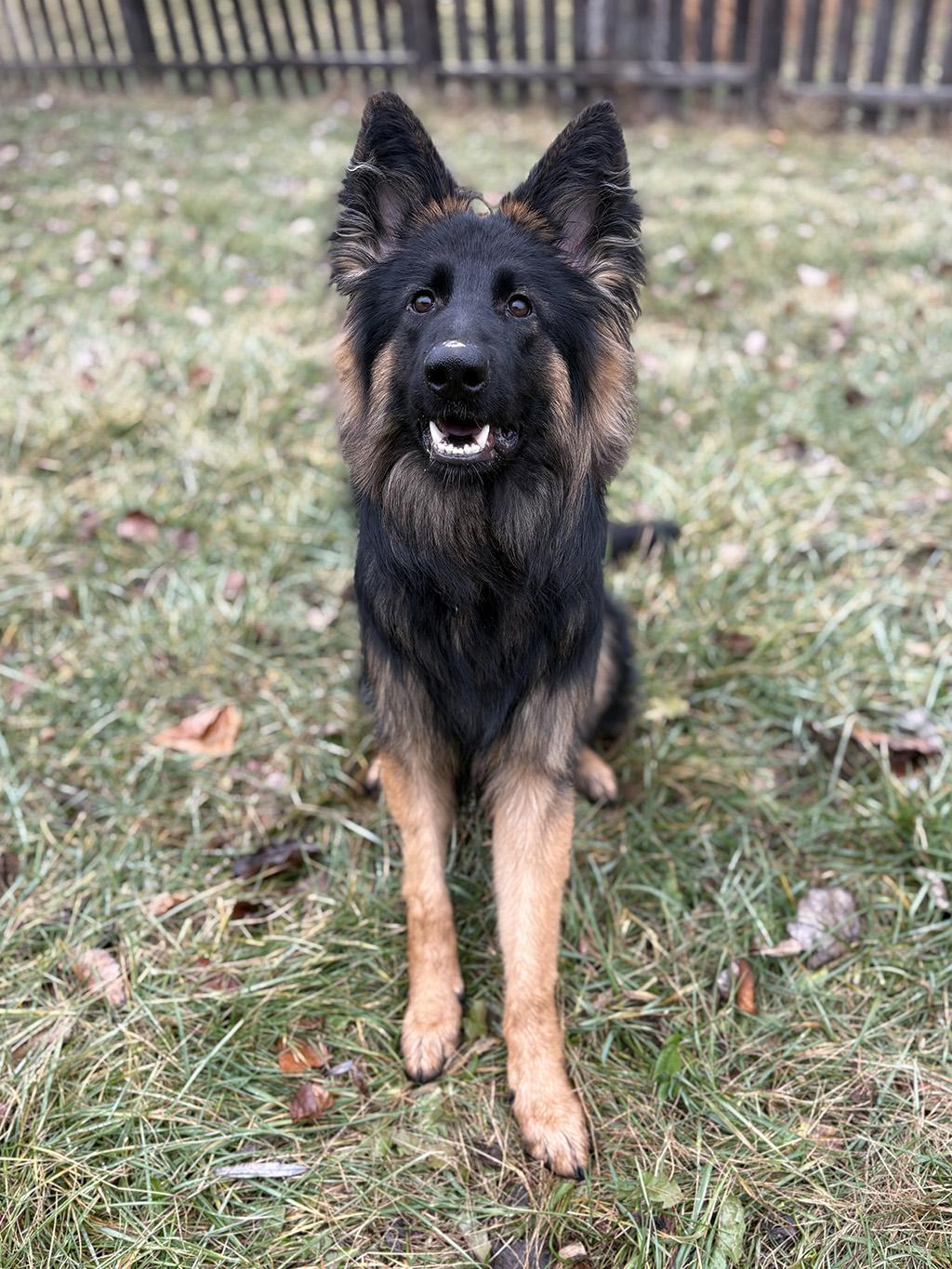 Enlarge Mateo, a Adopted German Shepherd Dog in Lake Saint Louis, MO image 8/9