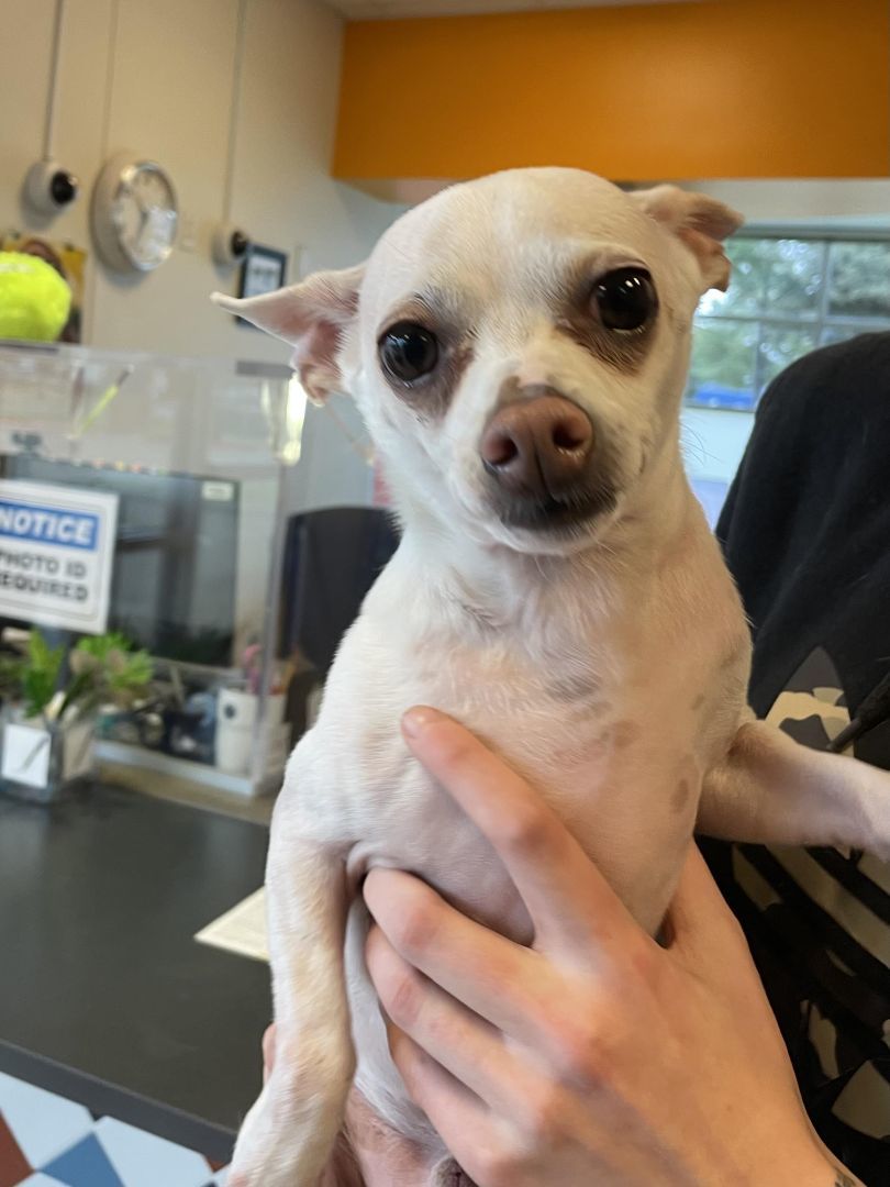 Lewie A164208