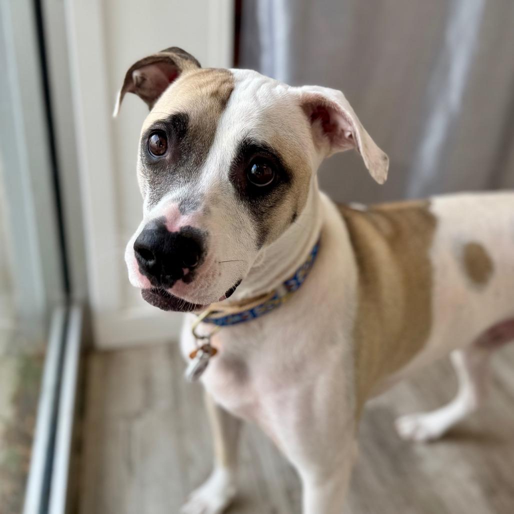 Enlarge Rex, a Adoptable mixed breed in Green Bay, WI image 1/3