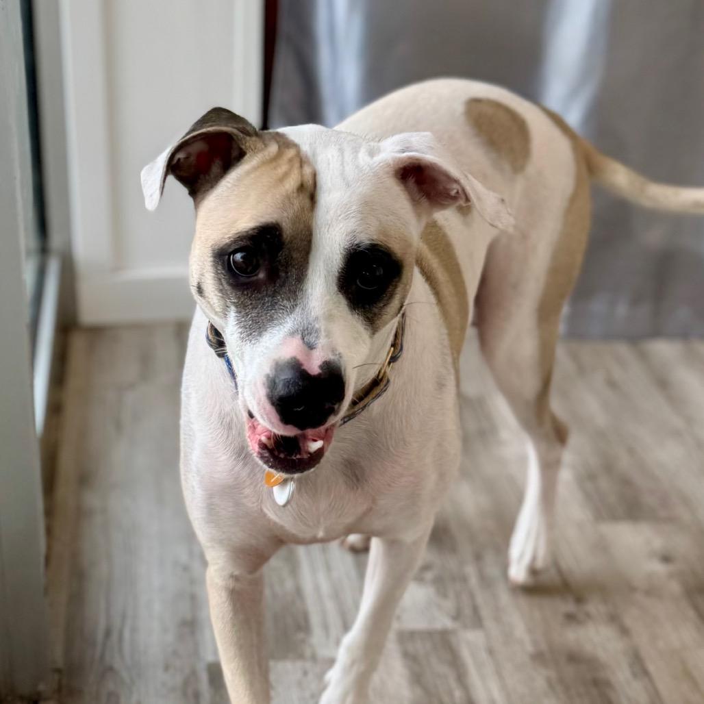 Enlarge Rex, a Adoptable mixed breed in Green Bay, WI image 2/3