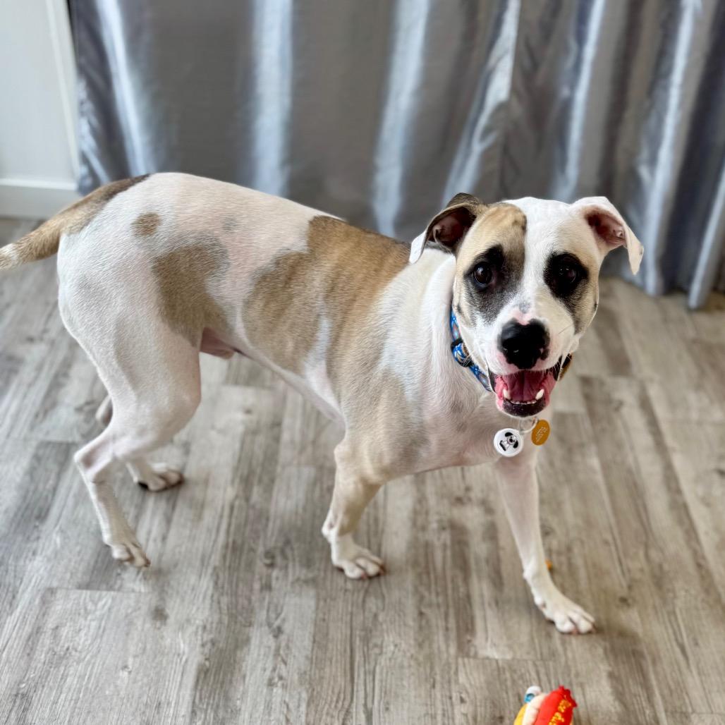 Enlarge Rex, a Adoptable mixed breed in Green Bay, WI image 3/3