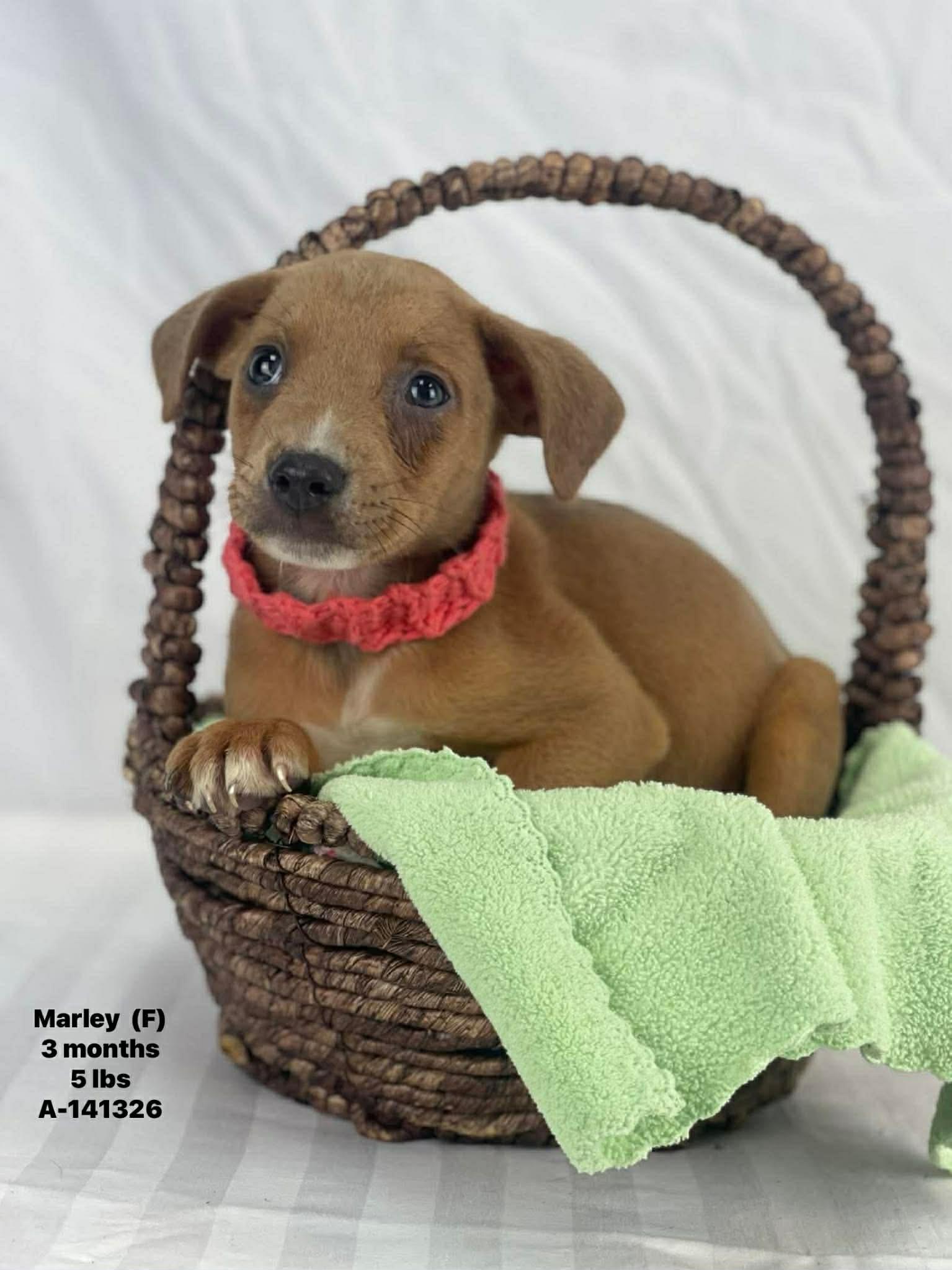 Enlarge Marley the mixed breed puppy, a Adoptable mixed breed in Muskego, WI image 1/1