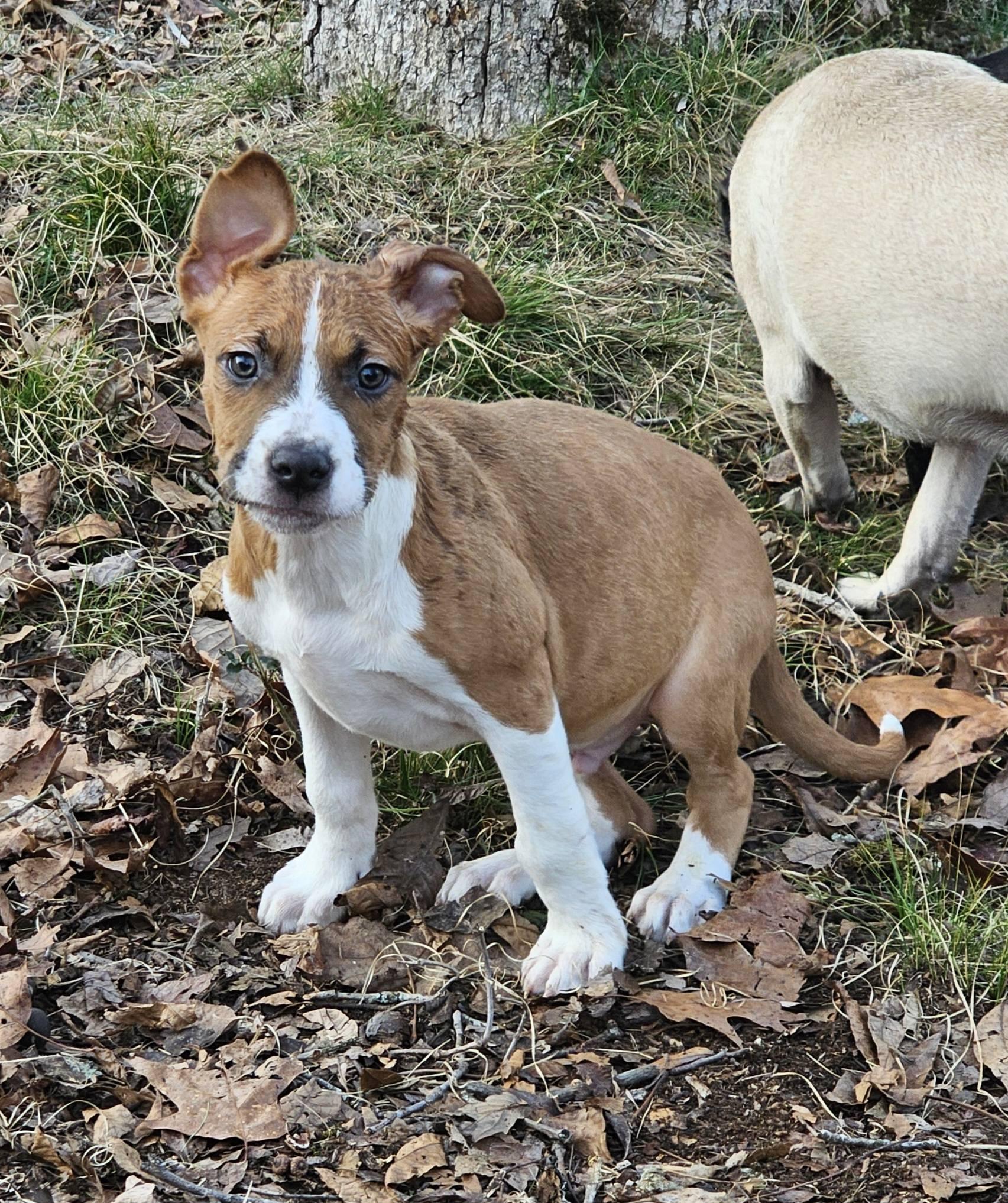 Enlarge Dior, a ADOPTABLE Bulldog in Fort Payne, AL image 3/6