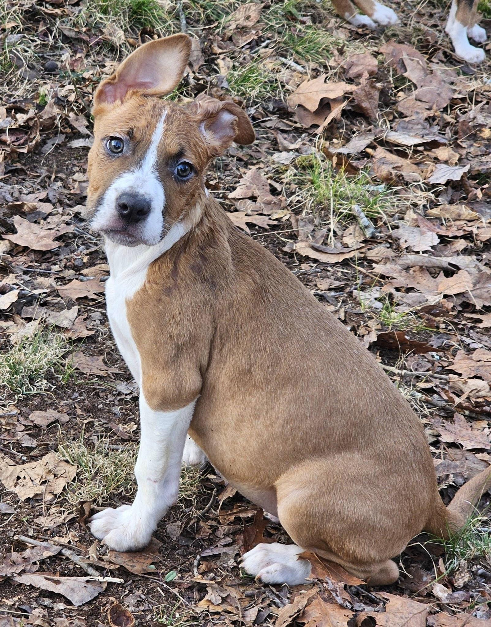 Enlarge Dior, a ADOPTABLE Bulldog in Fort Payne, AL image 6/6