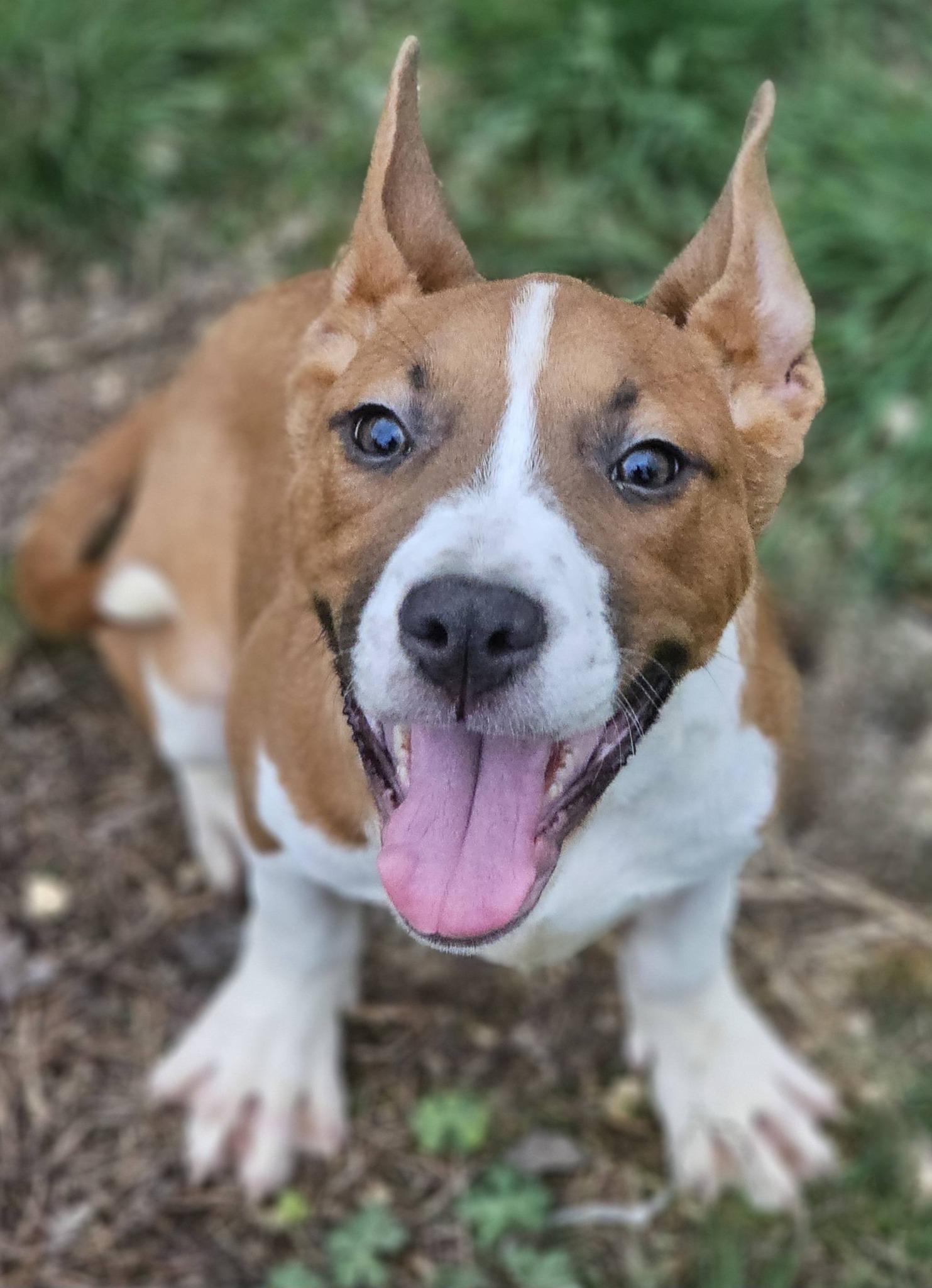 Dior, ADOPTABLE, Young Male Bulldog.