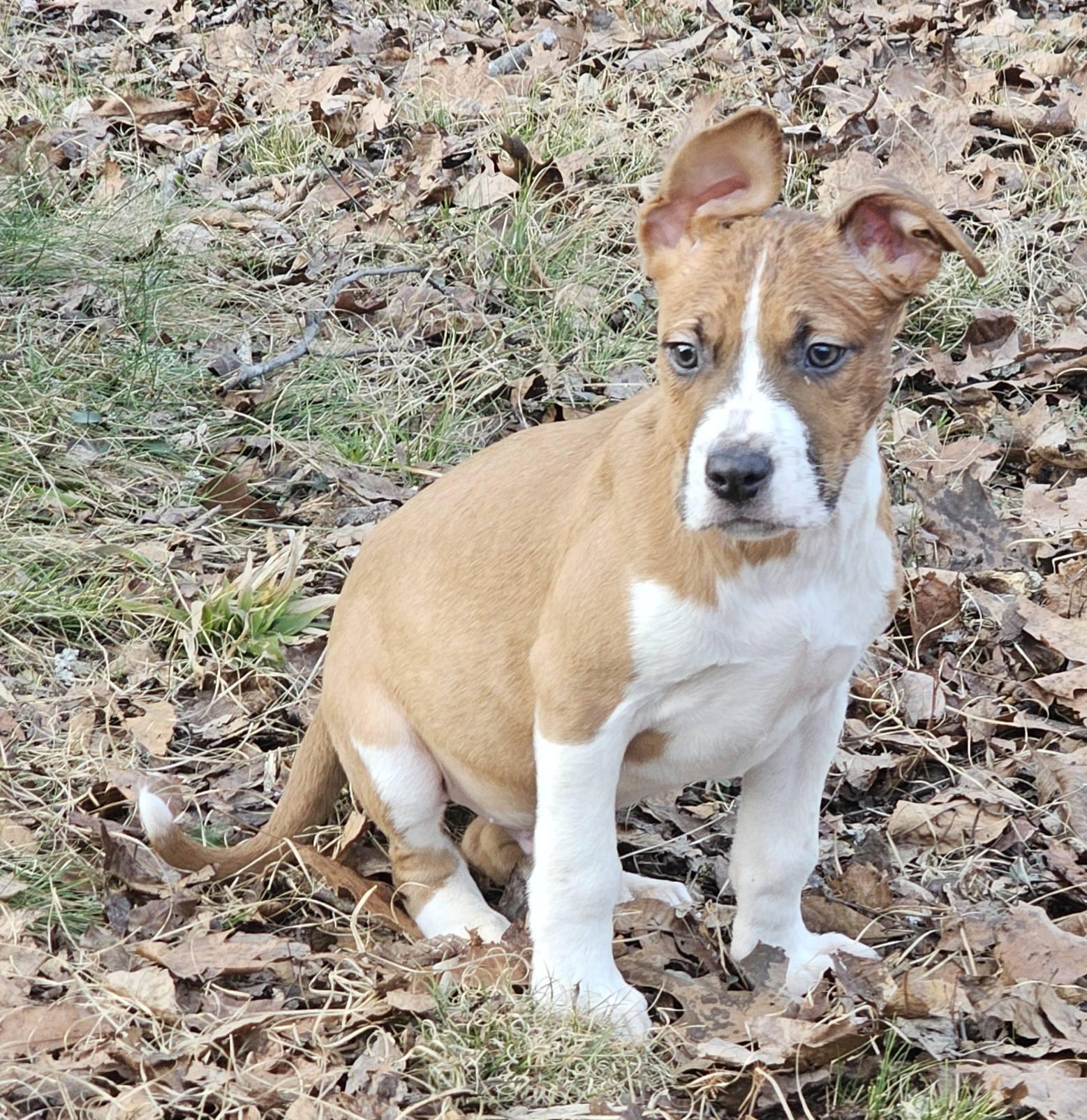 Enlarge Dior, a ADOPTABLE Bulldog in Fort Payne, AL image 5/6