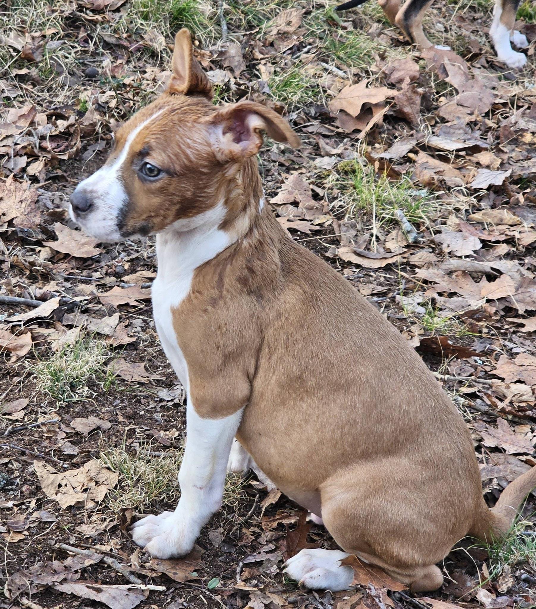 Enlarge Dior, a ADOPTABLE Bulldog in Fort Payne, AL image 2/6