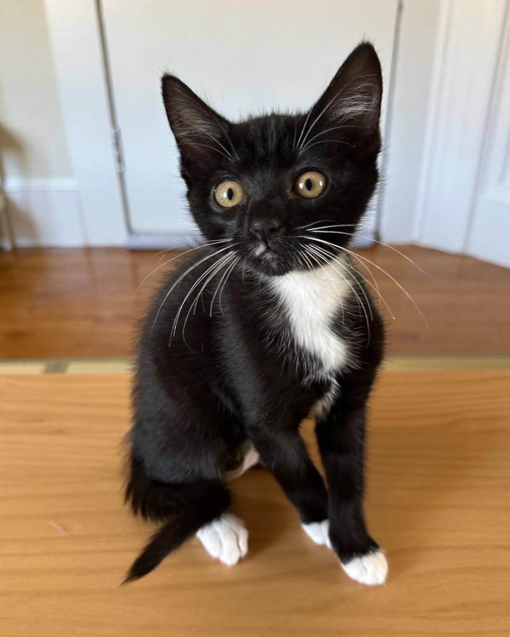 Marigold, a Adoptable Domestic Short Hair in San Francisco, CA image 1/4