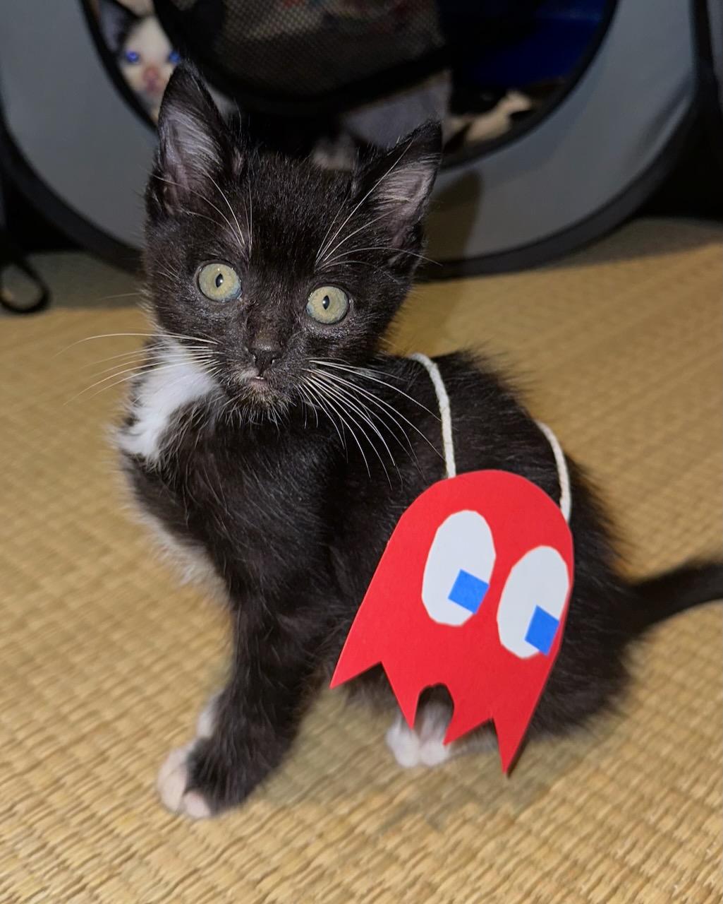 Marigold, a Adoptable Domestic Short Hair in San Francisco, CA image 2/4