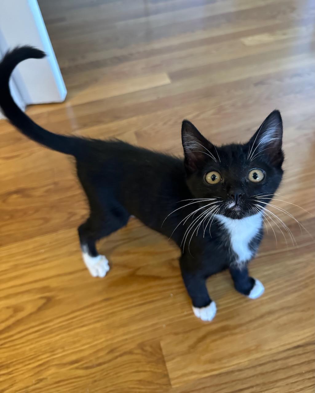 Marigold, a Adoptable Domestic Short Hair in San Francisco, CA image 3/4