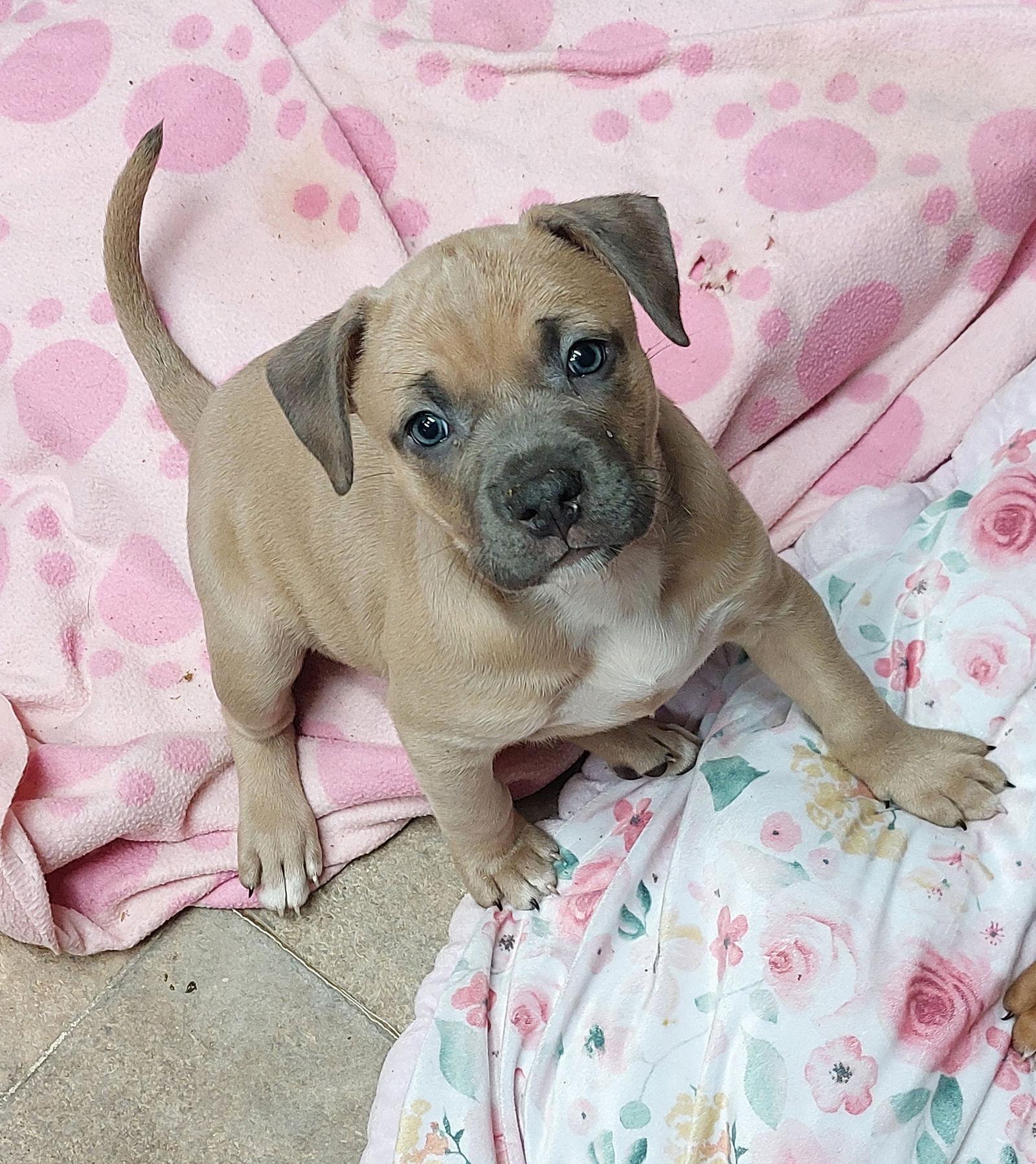 Enlarge Lena, a Adoptable mixed breed in Sanford, FL image 1/1