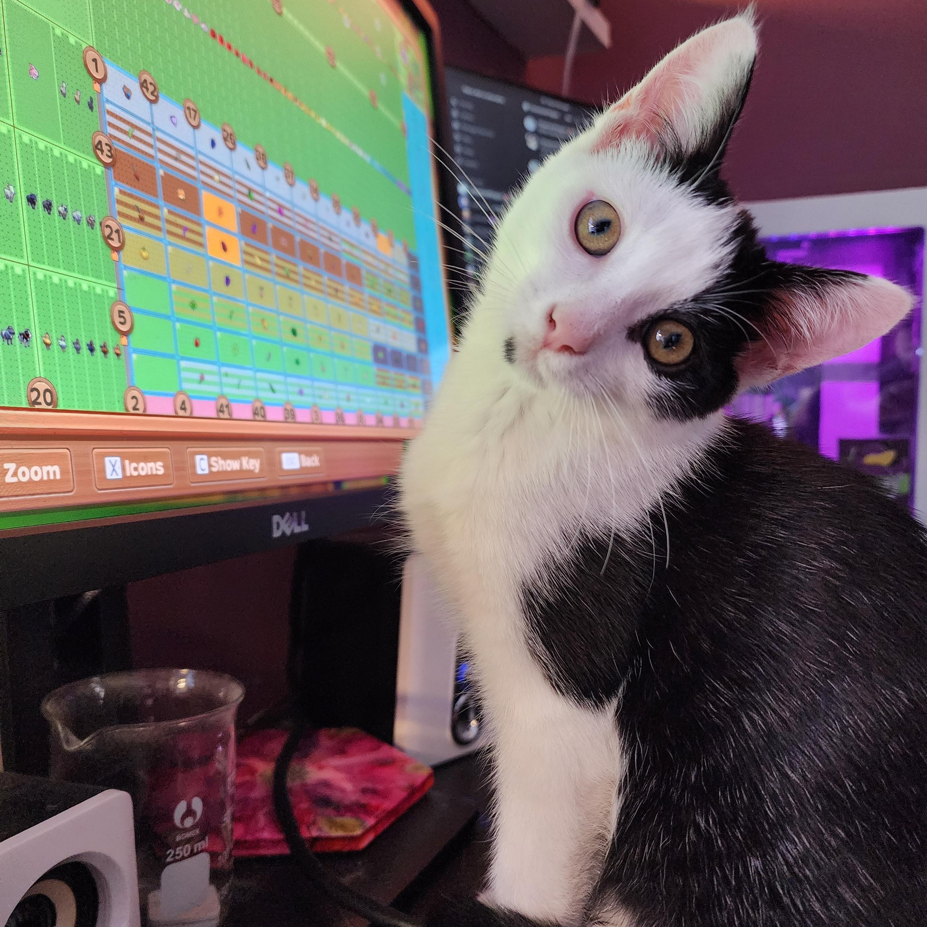 Yuri, adopted, Kitten Male Domestic Short Hair.