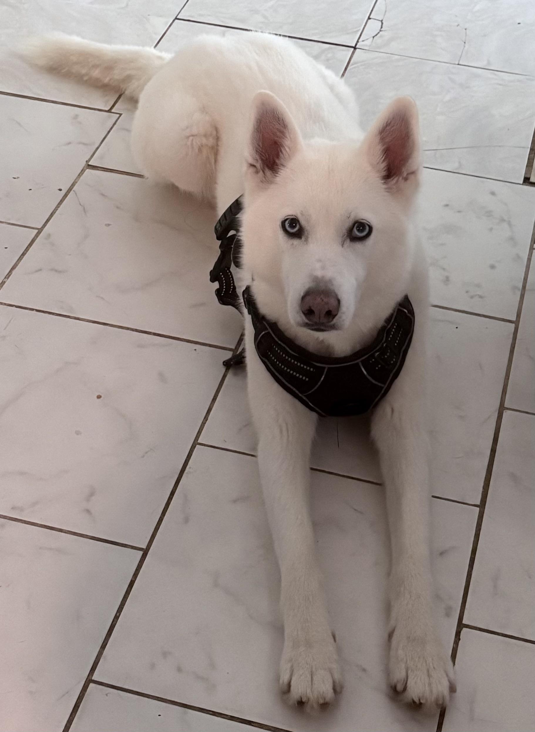 Enlarge Bella has epilepsy, a Adoptable Husky in Lawrenceville, GA image 3/6