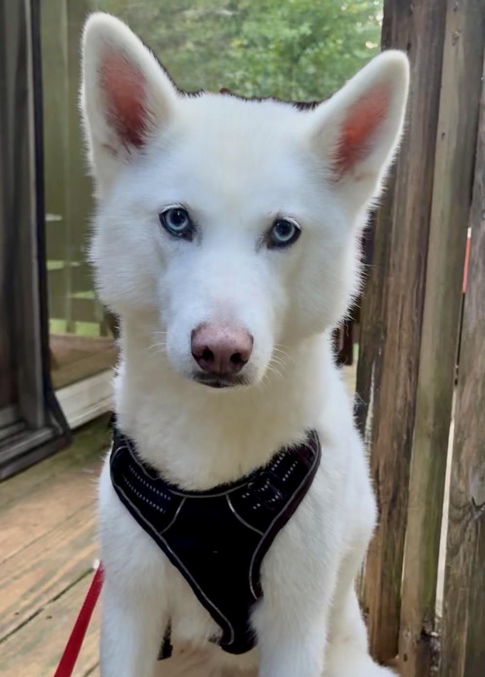 Enlarge Bella has epilepsy, a Adoptable Husky in Lawrenceville, GA image 4/6