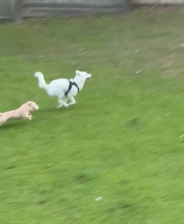 Enlarge Bella has epilepsy, a Adoptable Husky in Lawrenceville, GA video 5/6