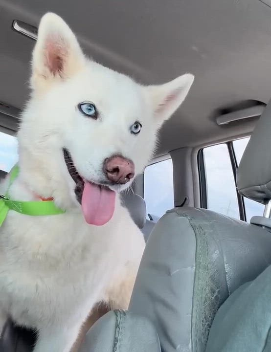 Enlarge Bella has epilepsy, a Adoptable Husky in Lawrenceville, GA video 6/6