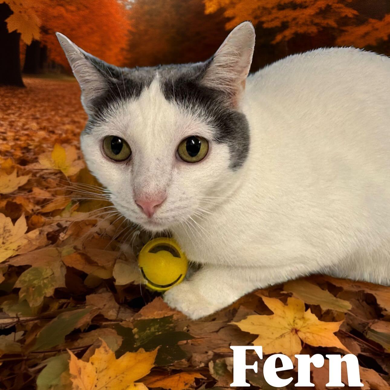 Enlarge Fern Tag #812, a Adoptable Domestic Short Hair in Central Islip, NY image 1/1