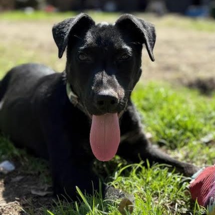Enlarge Maverick, an adoptable mixed breed in Ayden, NC image 2/5