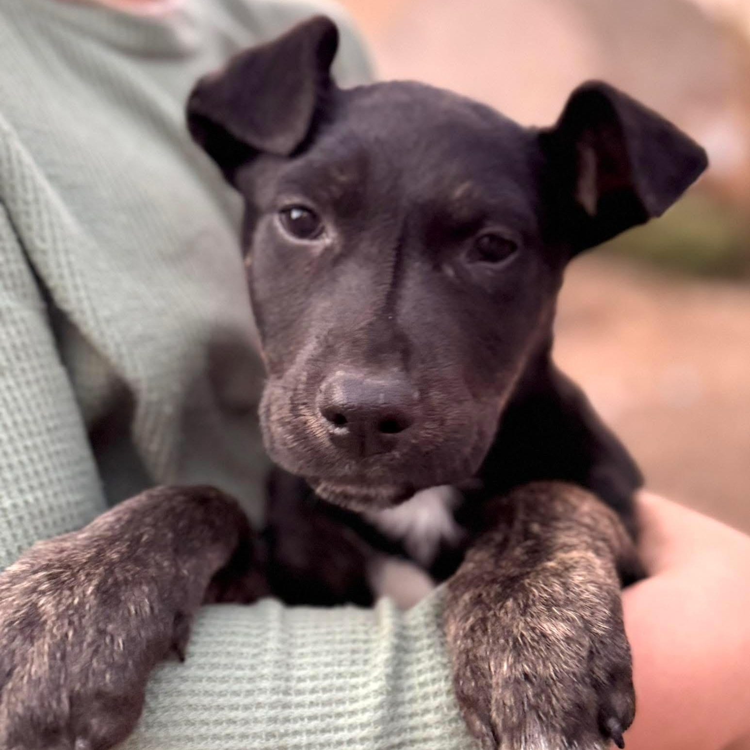 Maverick, ADOPTABLE, Puppy Male Mixed Breed.