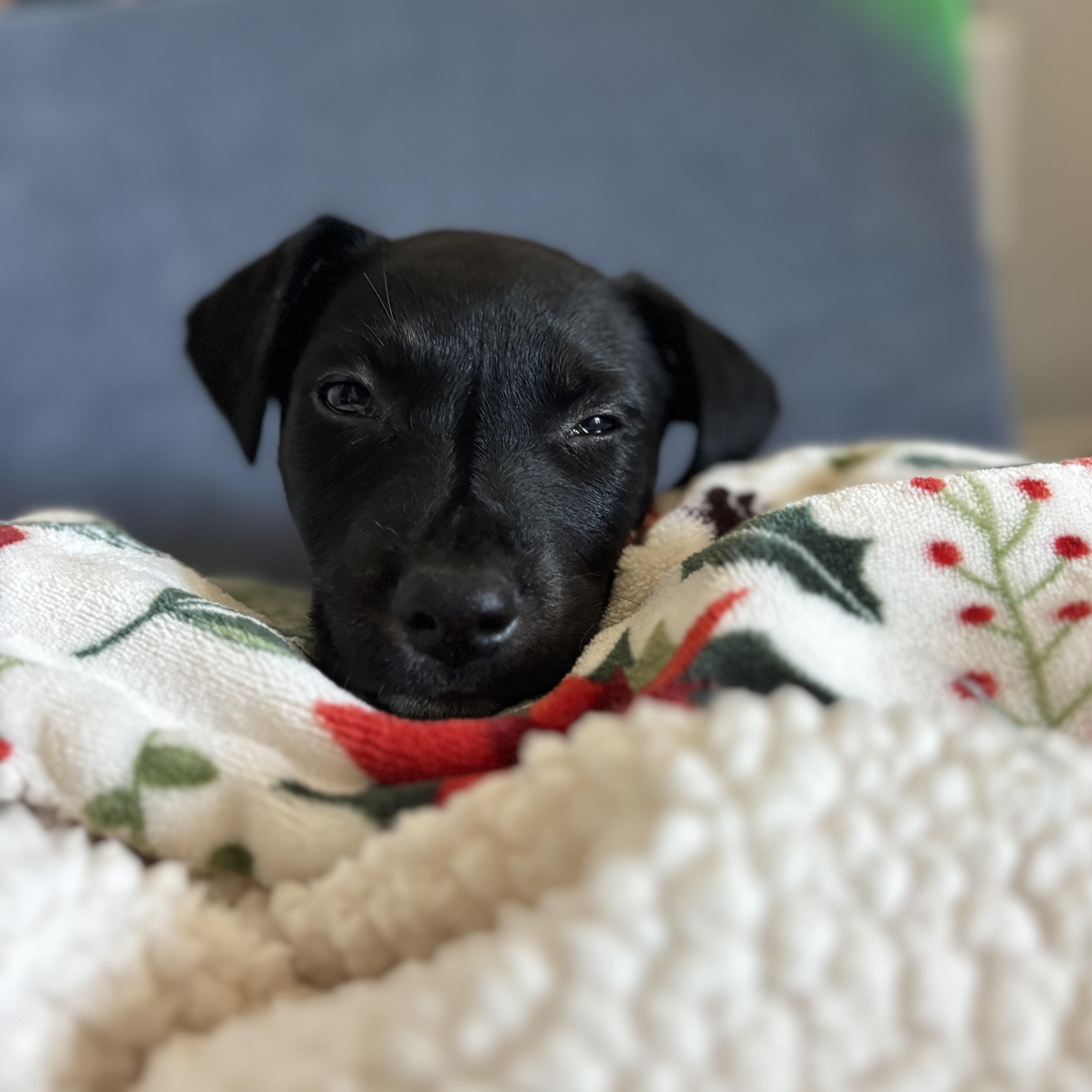 Enlarge Maverick, a ADOPTABLE mixed breed in Ayden, NC image 2/2
