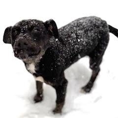 Maverick, a ADOPTABLE mixed breed in Ayden, NC image 2/4