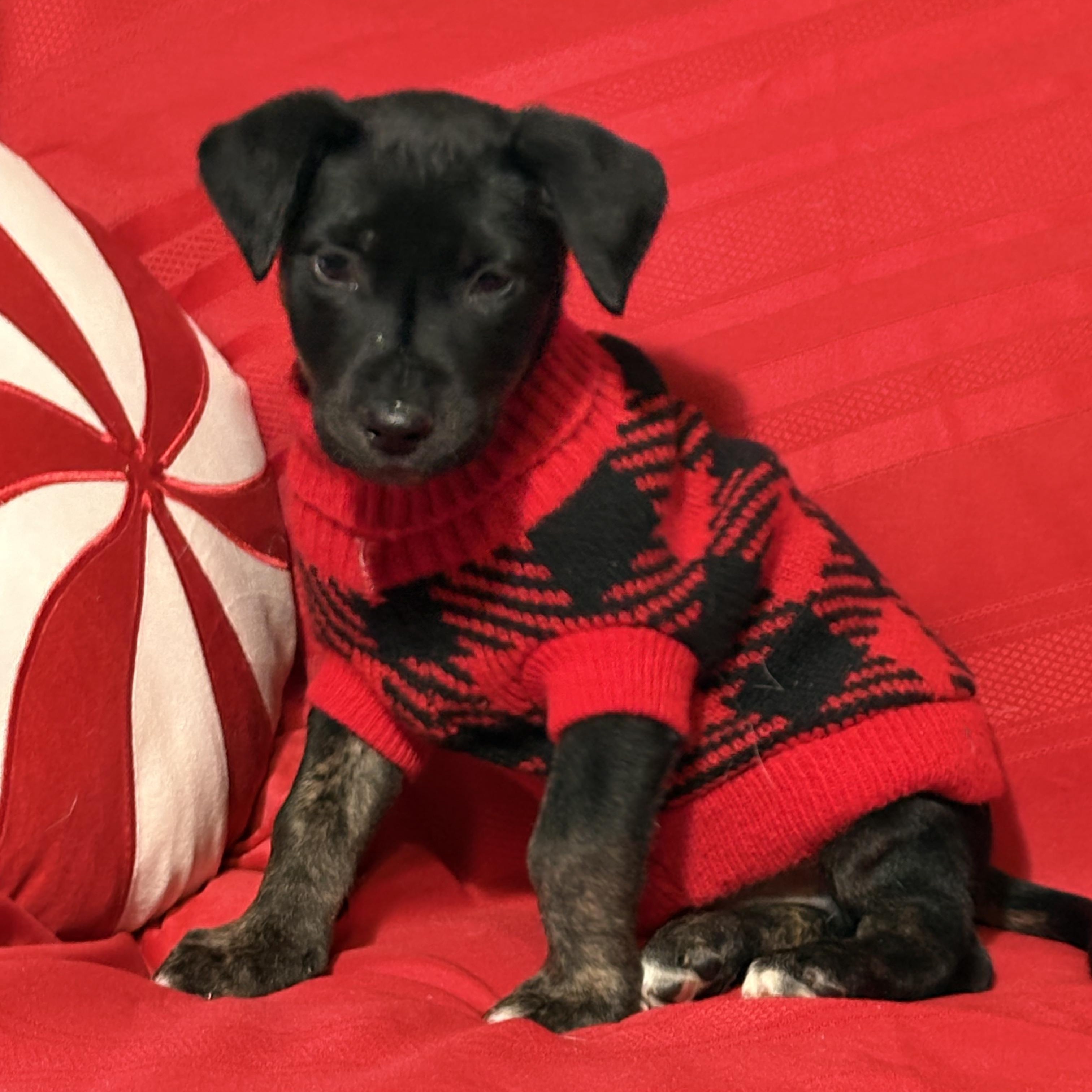 Enlarge Maverick, a ADOPTABLE mixed breed in Ayden, NC image 1/2